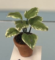 (image for) Pretty Houseplant in Clay Pot