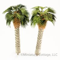 (image for) Mediterranean Fan Palms