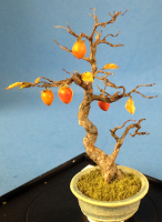 (image for) Persimmon Tree