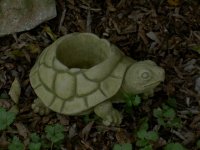 (image for) Turtle Planter