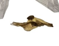 (image for) Set of Tiny Birds Yellow Breasted with Brown Markings