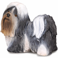 (image for) Shih Tzu