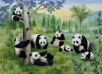 (image for) Playful Pandas - 5005