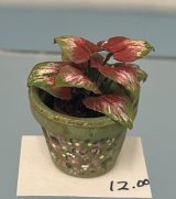 Caladium in Green Painted Pot (image for) Caladium in Green Painted Pot