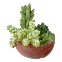 (image for) Succulent Planter Bowl