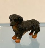 (image for) Dachshund