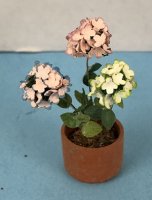 (image for) Hydrangeas in Clay Pot