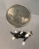 quarter scale black and white cat lying on back