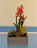 (image for) Orchid in Wood Box with 3 Succulents