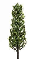 (image for) Evergreen Tree