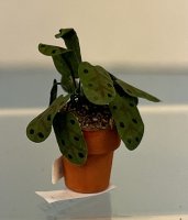 (image for) Maranta Houseplant in Clay Pot