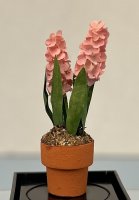 (image for) Pink Hyacinth in a Terracotta Pot