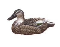 (image for) Mallard Duck two