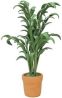 (image for) Palm in Clay Pot