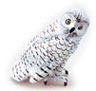 (image for) Snowy Owl