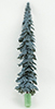 15" Eastern Blue Spruce