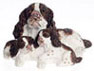 (image for) English Springer Spaniel with Puppies, Brown
