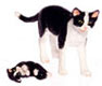 (image for) Mama Cat with Baby-Black and White