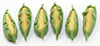 (image for) Corn, 6Pc