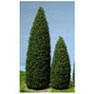 (image for) Tree-Pine 4.5 In Tall, 2Pc